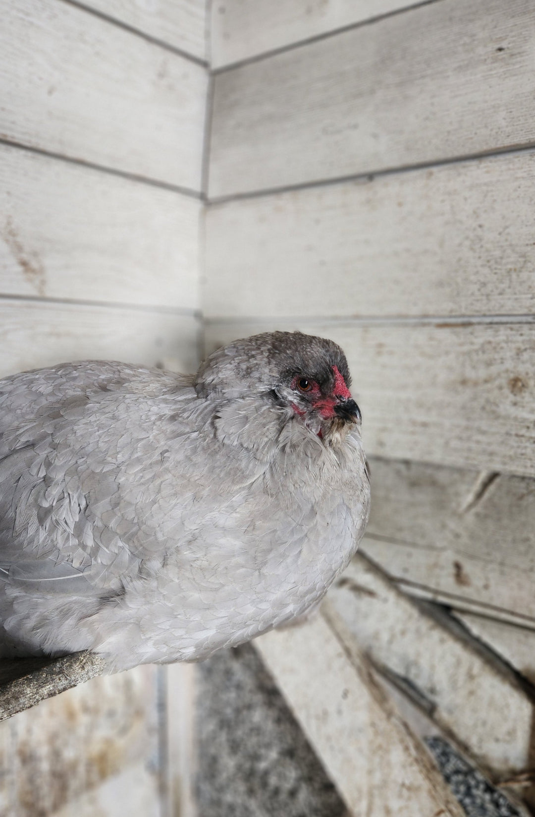 Year-end flock cabinet: what to restock