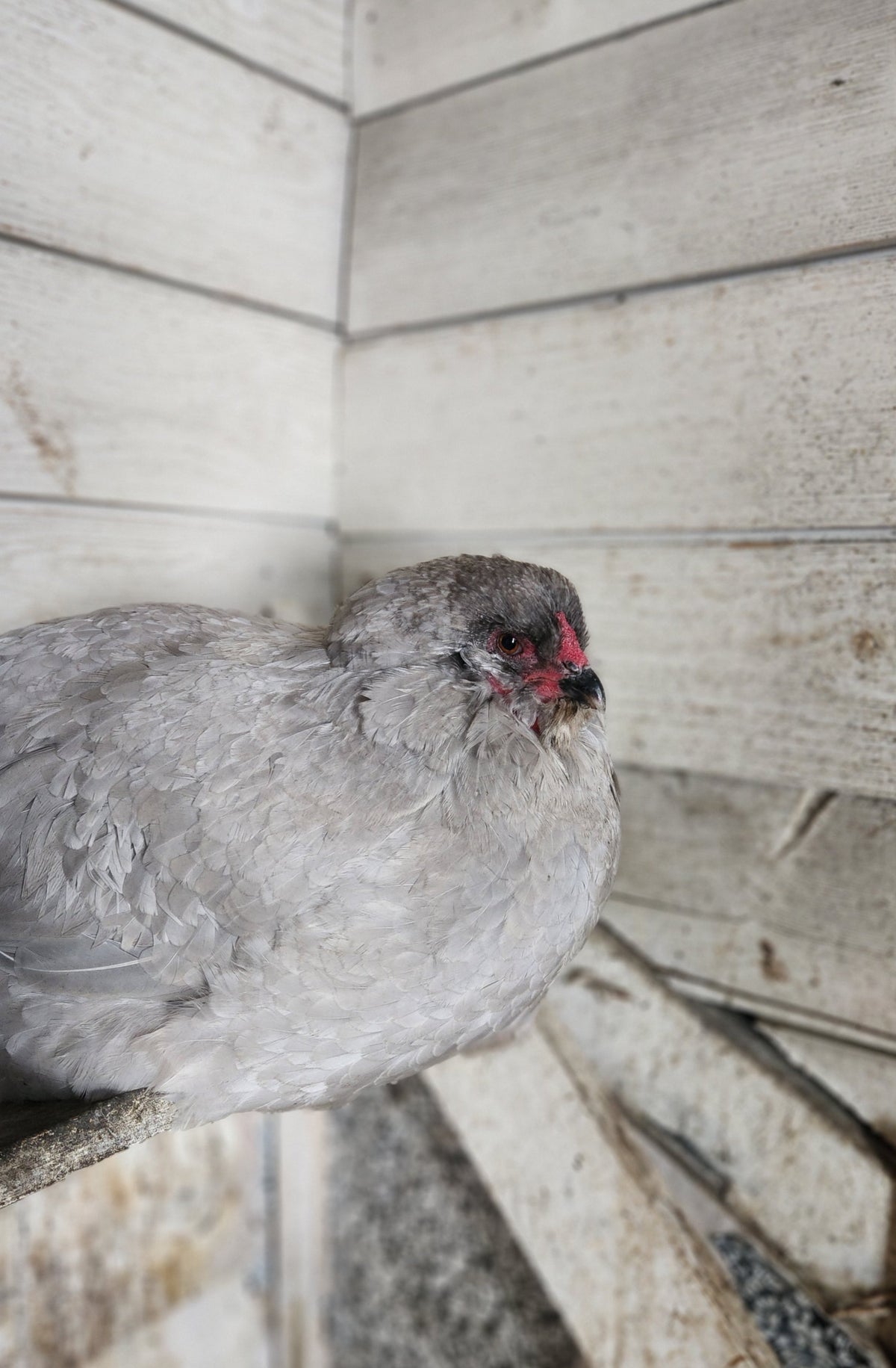 Year-end flock cabinet: what to restock